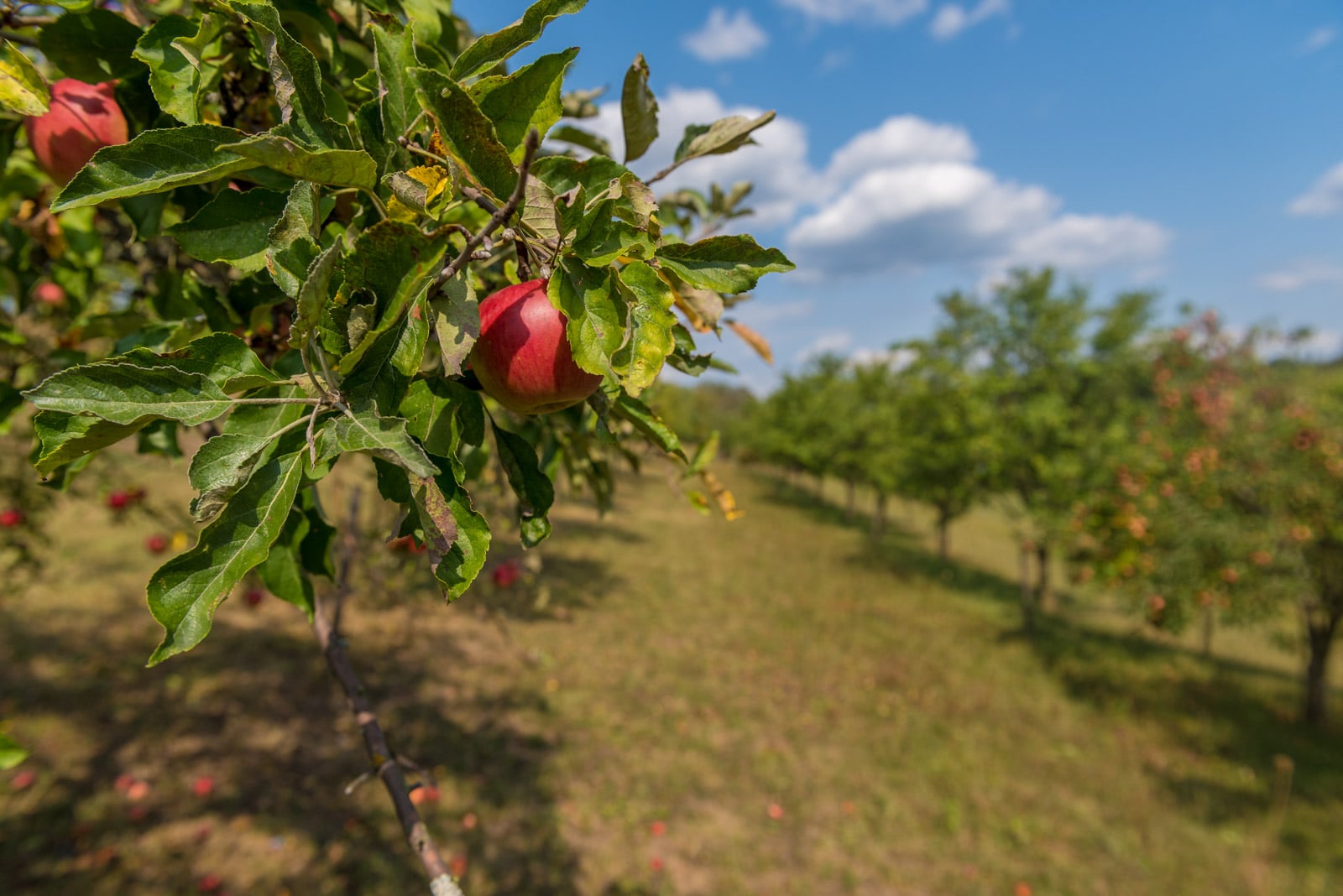 Podívejte se, jak Tomšíčkovi hospodaří na rodinné farmě