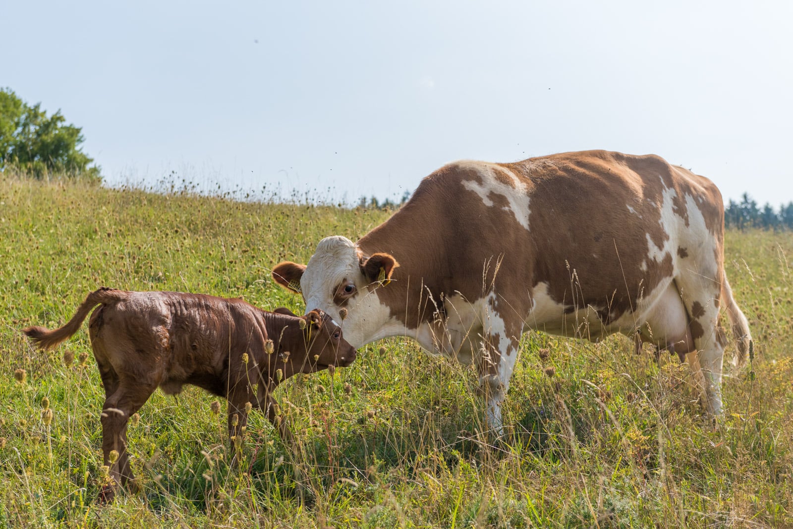 Podívejte se, jak Tomšíčkovi hospodaří na rodinné farmě