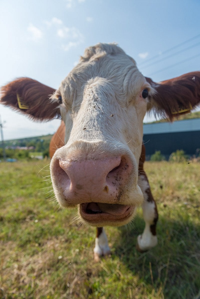 Podívejte se, jak Tomšíčkovi hospodaří na rodinné farmě