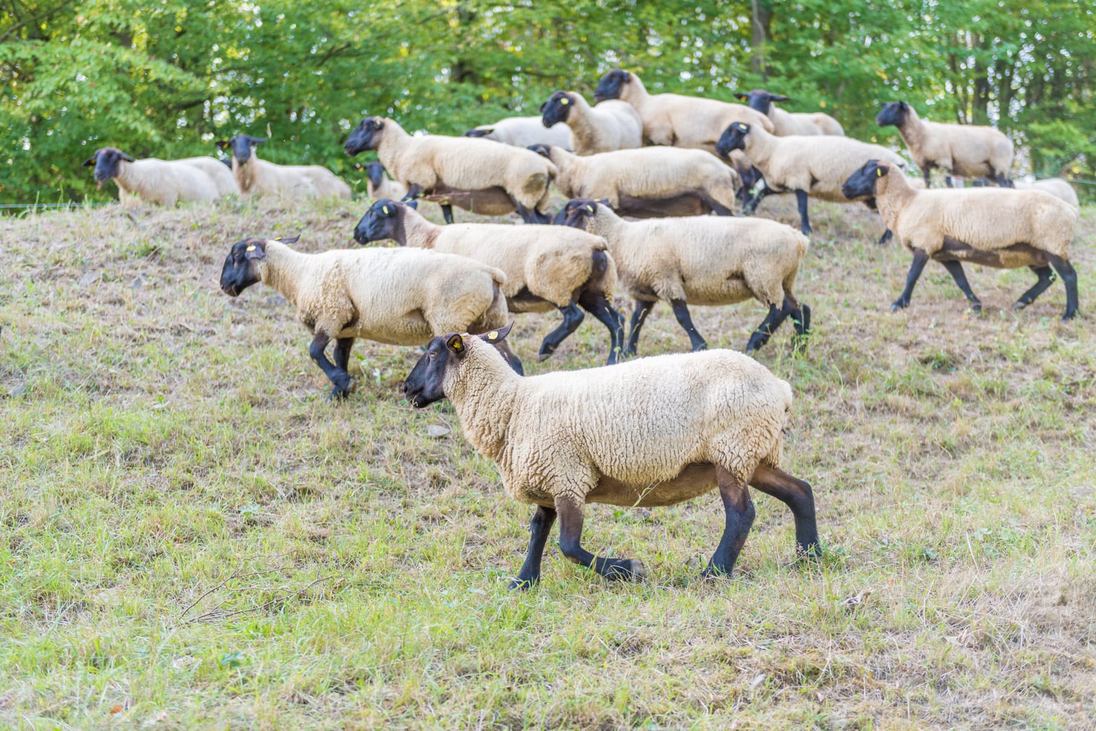 Podívejte se, jak Tomšíčkovi hospodaří na rodinné farmě