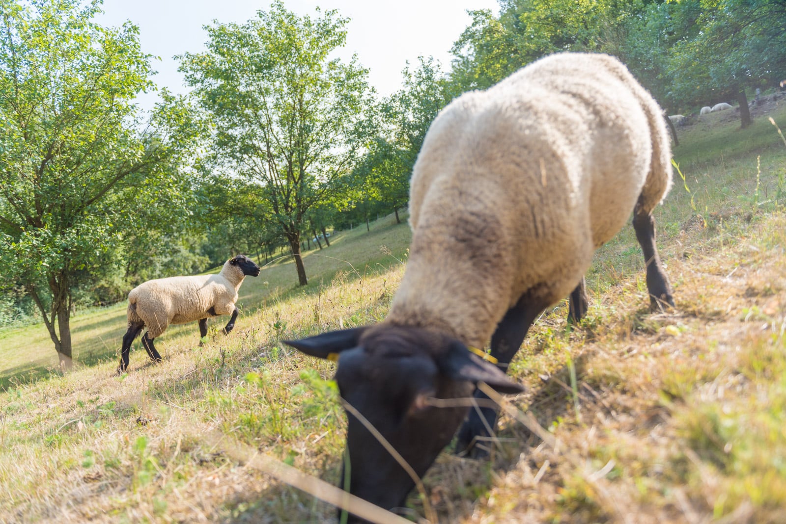 Podívejte se, jak Tomšíčkovi hospodaří na rodinné farmě