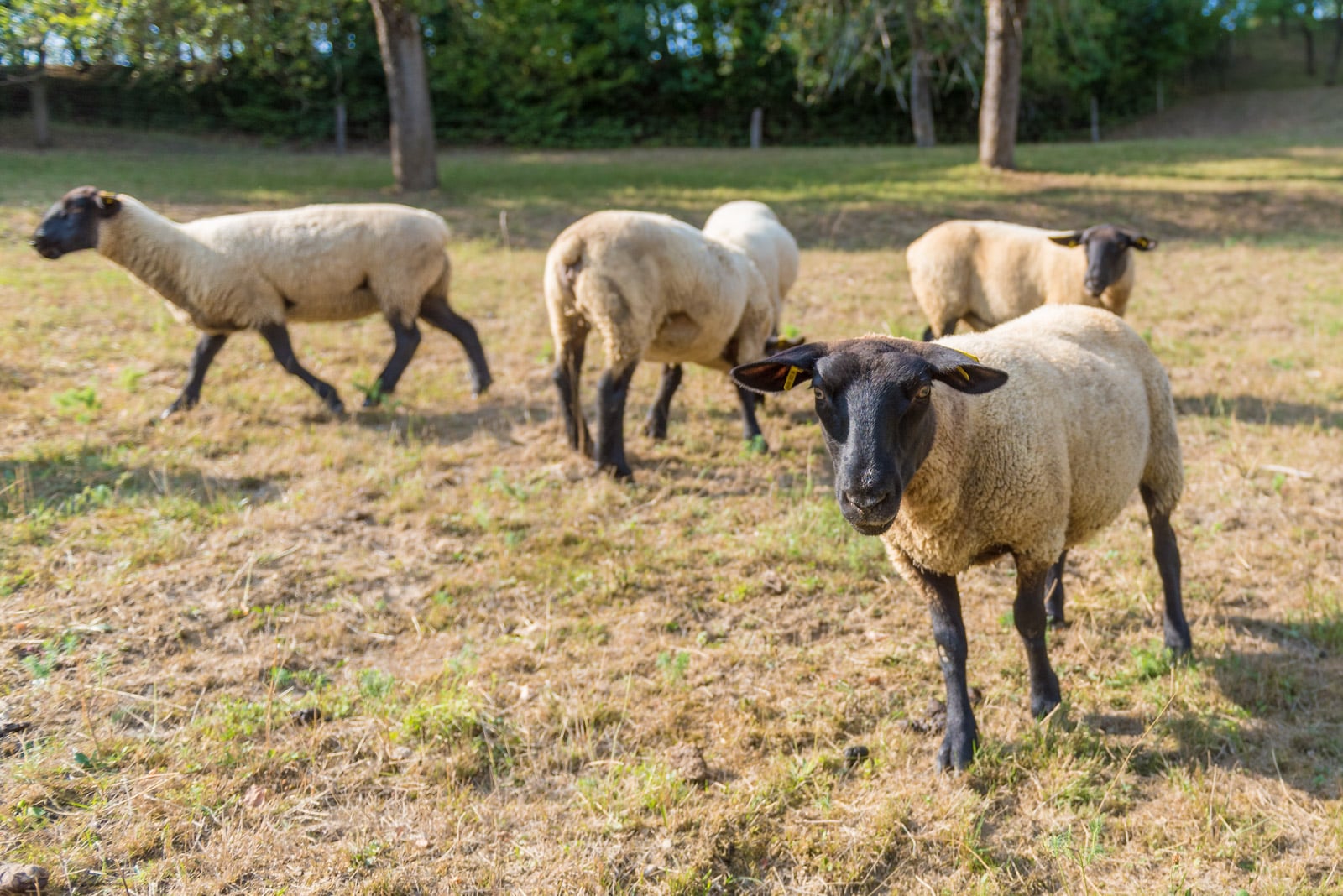 Podívejte se, jak Tomšíčkovi hospodaří na rodinné farmě