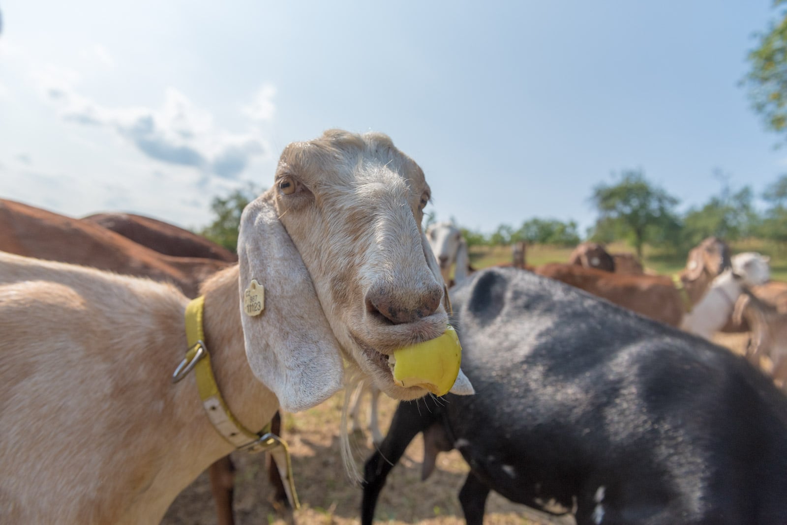 Podívejte se, jak Tomšíčkovi hospodaří na rodinné farmě