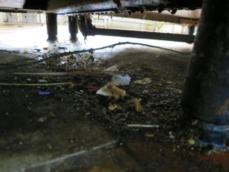 Restaurace AVION, Olomouc - mimojiné:  Výskyt plísní v chladicích zařízeních, výrazně zanedbaný úklid
hromadění odpadů, výrazné znečištění všech prostor, nečistoty na stěnách, nečistoty na podlaze, nečistoty na regálech či zařízeních, silně znečistěná chladicí zařízení (nejsou jiné skladovací prostory), poškození stěn