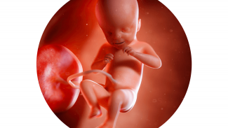Náhledový obrázek - 21. týden těhotenství: velké screeningové vyšetření
