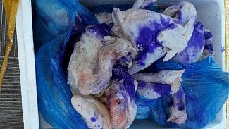 Ilustrační obrázek