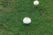 Bedla červenající (chlorophyllum rhacodes). Dříve byla považována za jedlou, dnes už se na tomto popisu odborníci neshodnou a mnozí její sběr nedoporučují. Je jedovatá jen pro některé jedince, kteří jsou na ni alergičtí, ale byla zaznamenána už i smrtelná otrava.