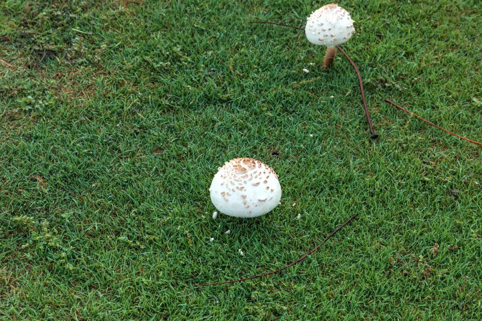 Bedla červenající (chlorophyllum rhacodes). Dříve byla považována za jedlou, dnes už se na tomto popisu odborníci neshodnou a mnozí její sběr nedoporučují. Je jedovatá jen pro některé jedince, kteří jsou na ni alergičtí, ale byla zaznamenána už i smrtelná otrava.