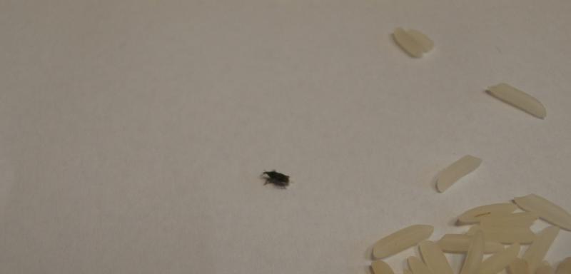 Rýže Basmati premium ARAX. Kategorie: Nebezpečné potraviny. Nevyhovující parametr: škůdci. Uvnitř balení se vyskytovali živí drobní škůdci - brouci. Výrobce: FOODISH s.r.o. Pětidomí. Distributor: DC Olomouc. Místo kontroly: Kaufland Česká republika v.o.s., Boskovice