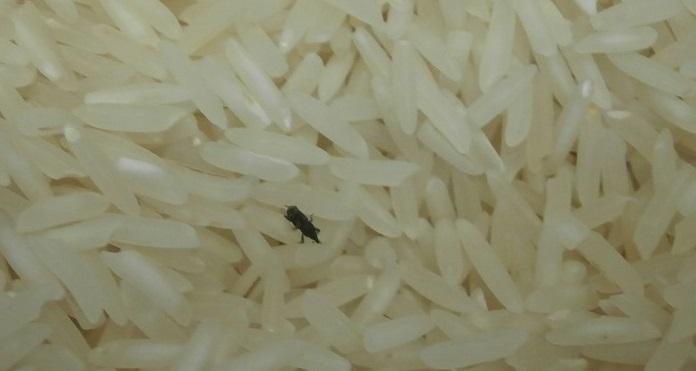 Rýže Basmati premium ARAX. Kategorie: Nebezpečné potraviny. Nevyhovující parametr: škůdci. Uvnitř balení se vyskytovali živí drobní škůdci - brouci. Výrobce: FOODISH s.r.o. Pětidomí. Distributor: DC Olomouc. Místo kontroly: Kaufland Česká republika v.o.s., Boskovice