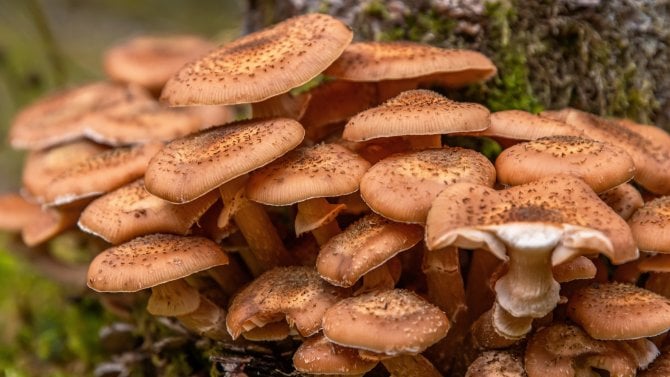 Václavka obecná nebo také žlutoprstenná (Armillaria mellea)