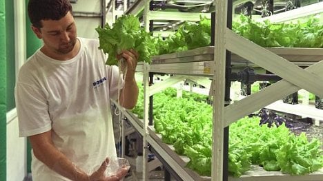 Náhledový obrázek - Vertikální farma Fosfa začne prodávat unikátně pěstovanou zeleninu