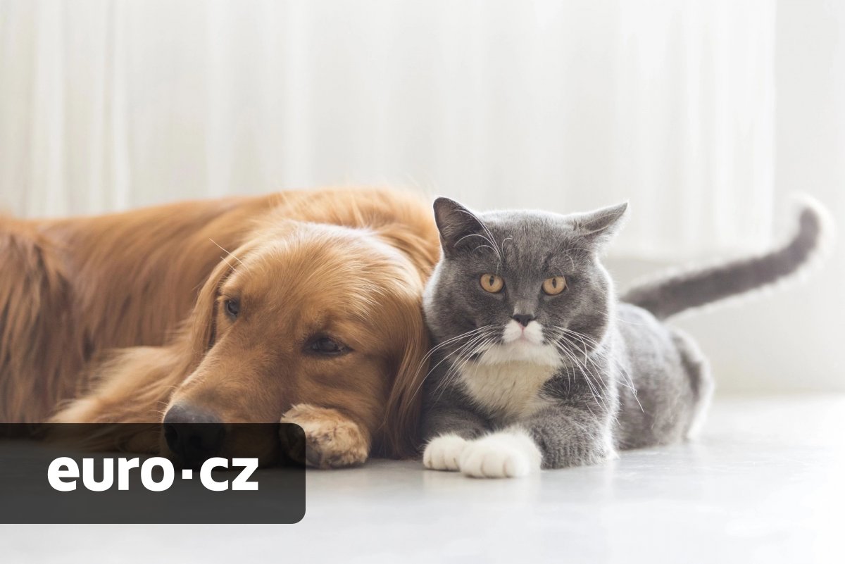 Na pojištění domácích mazlíčků Češi coby národ pejskařů příliš neslyší. Přitom jim může ušetřit až statisíce korun, říkají odborníci