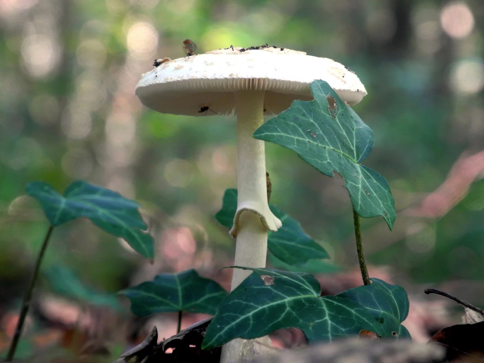 Muchomůrka zelená (Amanita phalloides)