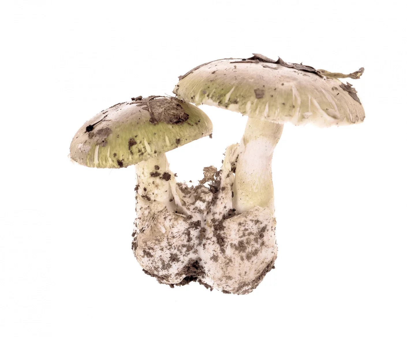 Muchomůrka zelená (Amanita phalloides)