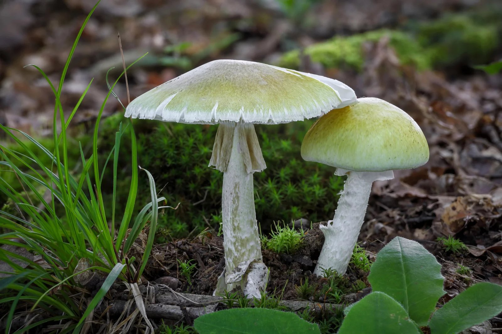 Muchomůrka zelená (Amanita phalloides)
