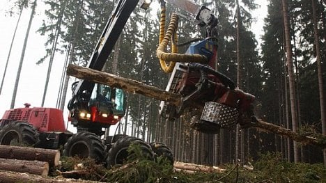 Náhledový obrázek - Vítr, sucho, kůrovec. Státní firmy krotí těžbu dřeva, ve hře je úplný zákaz