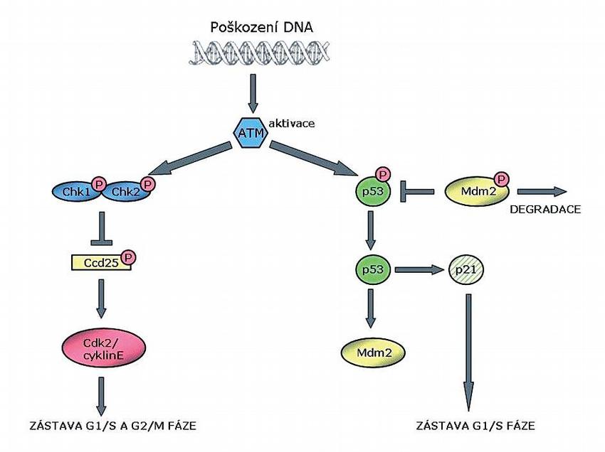 Obr. – Odpověď buněk na poškození DNA aktivací ATM kinázy