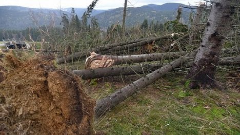 Náhledový obrázek - Zisk Lesů ČR bude nižší o 600 milionů. Kvůli říjnové vichřici