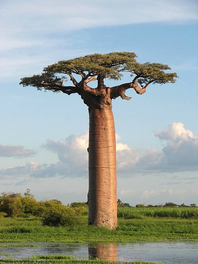 Baobab