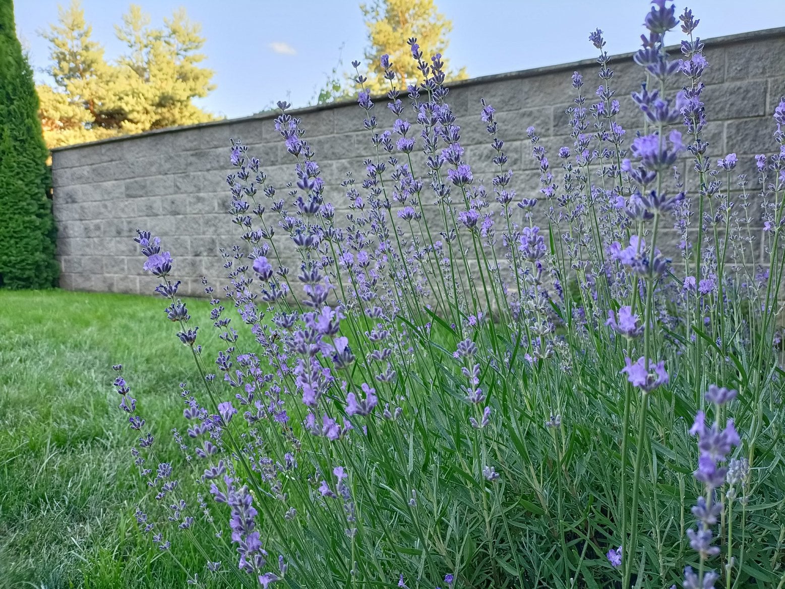 Oppo Reno5Z kamera16