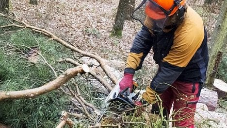 Náhledový obrázek - Lesy ČR kvůli kalamitě nabídnou firmám ukončení kontraktů dohodou