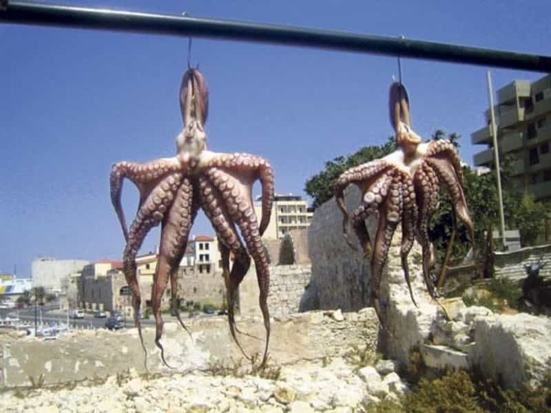 2016-12-krc3a9ta-na-slunci-chutnc3a1-nejlc3a9pe-ve-stc3adnu-3.jp