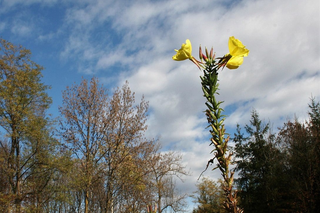 Pupalka dvouletá