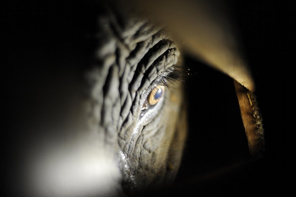 2011-01-slonc3ad-stc3a1do-v-prac5beskc3a9-zoo-posc3adlily-dvc49b