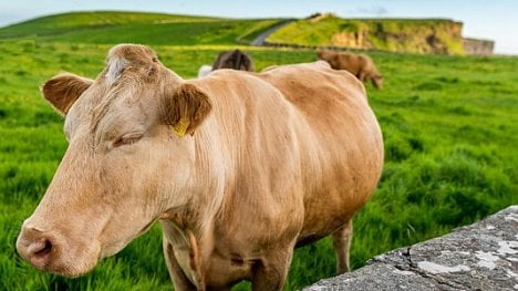 Náhledový obrázek - Megafarmy zajišťují levné maso. Je ale plné antibiotik