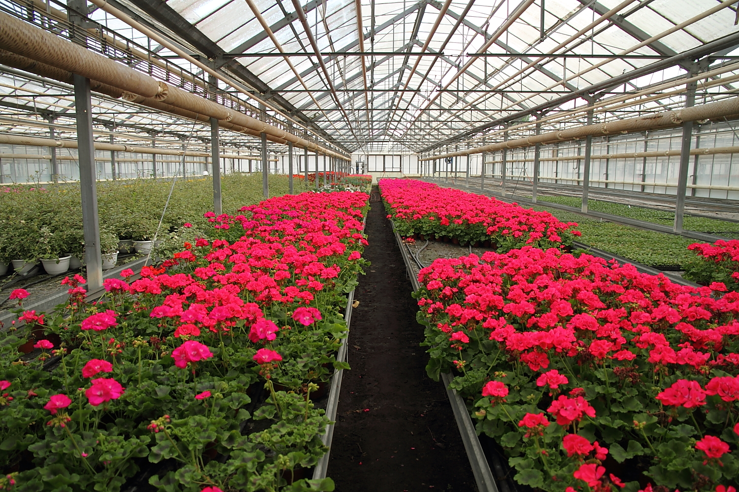 Pěstitelé květin se vzdělávají v marketingu proto, aby přežili