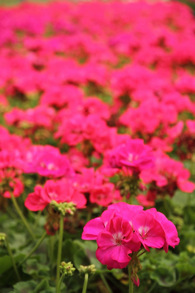 Pěstitelé květin se vzdělávají v marketingu proto, aby přežili