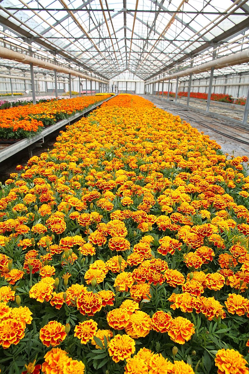 Pěstitelé květin se vzdělávají v marketingu proto, aby přežili