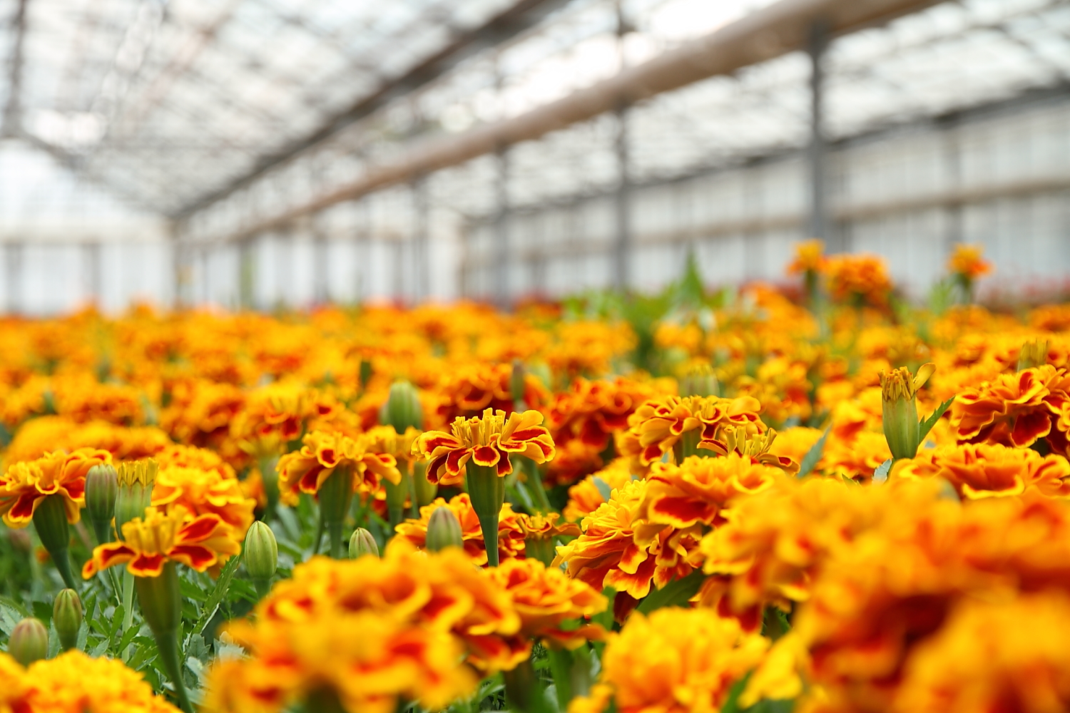 Pěstitelé květin se vzdělávají v marketingu proto, aby přežili