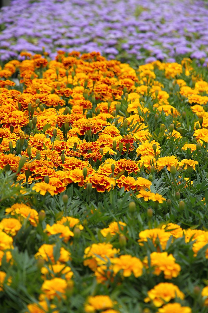 Pěstitelé květin se vzdělávají v marketingu proto, aby přežili