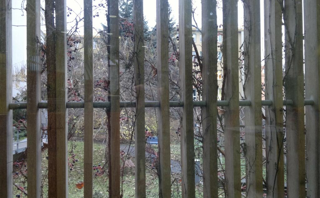 Žbrlení naší knihovny zevnitř a psí víno podzimu, zátiší s lavičkami.