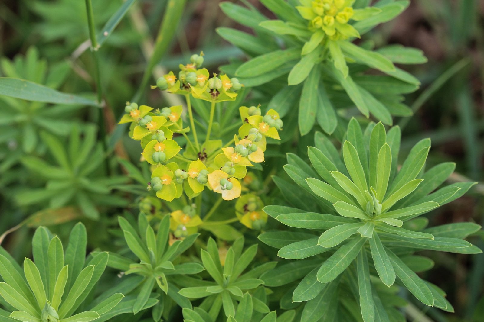 Euphorbia cyparissias, pryšec chvojka