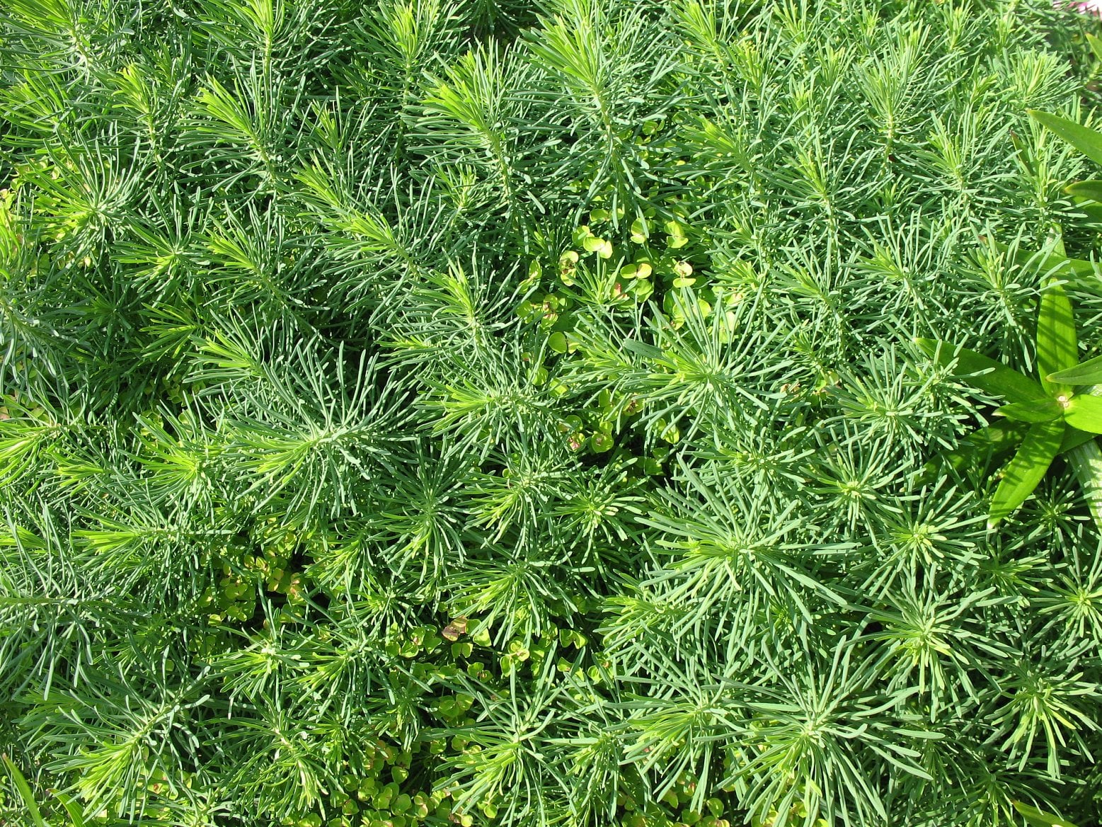 Euphorbia cyparissias, pryšec chvojka