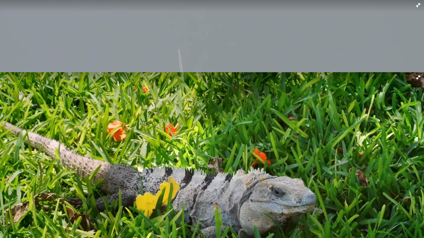 Divy světa, Film Popular