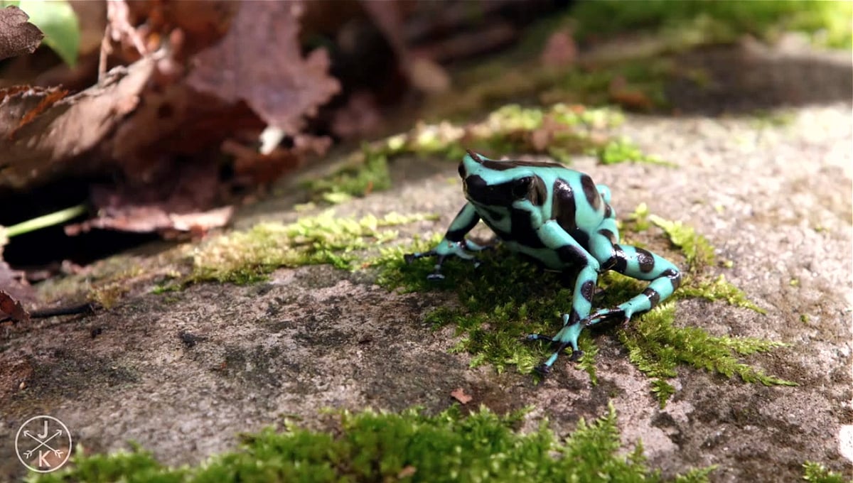 Zidoo H6 Pro  - přehrávání videa