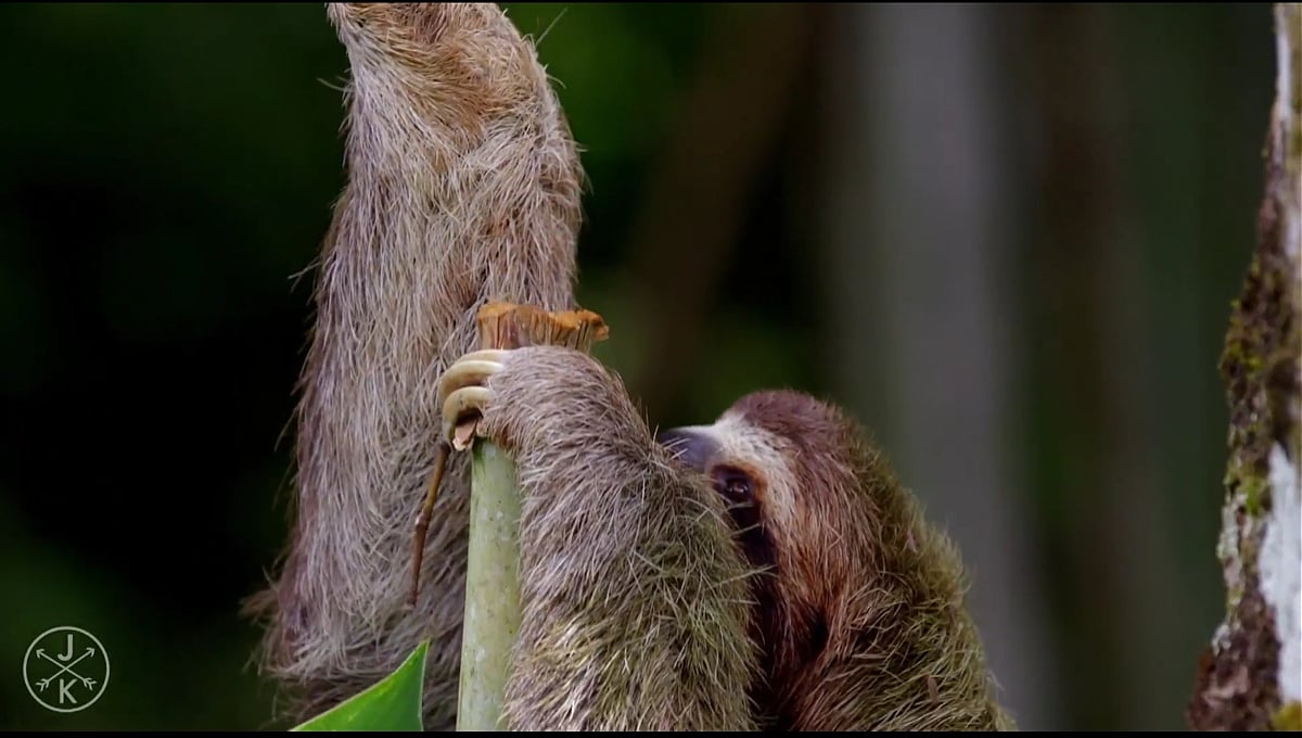 Zidoo H6 Pro  - přehrávání videa