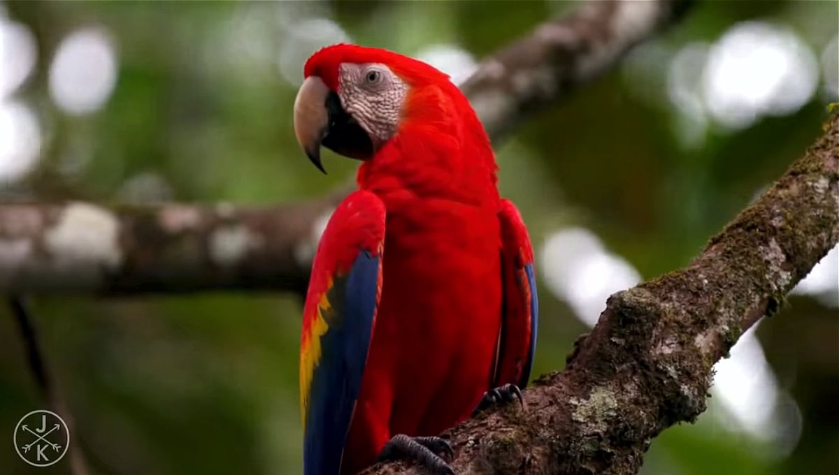 Zidoo H6 Pro  - přehrávání videa