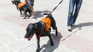 Dva asistenční psi v oranžovém oblečku na vodítku