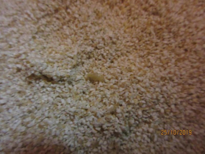 Nebezpečné potraviny - prodejce XUÂN HA LÉ, BALA potraviny, Stráž pod Ralskem nabízel obilné výrobky s výskytem škůdců. Obaly výrobků byly znečištěný a poškozeny činností škůdců. Stopy po činnosti škůdců byly zjištěny i uvnitř balení. Výskyt mrtvých škůdců v různých fázích vývoje a stop po jejich činnosti byl zjištěn i na regále, kde byly výrobky nabízeny k prodeji.