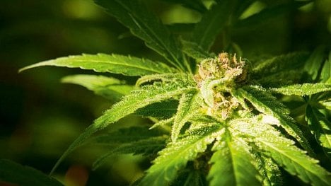 Náhledový obrázek - Českého distributora konopí Annabis Medical kupují za 40 milionů Kanaďané