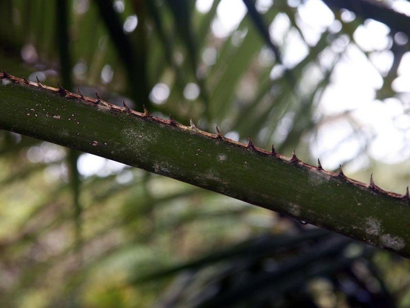  Palma olejná
