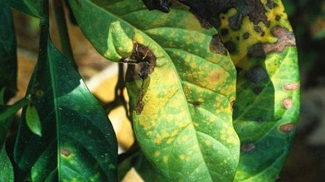 Náhledový obrázek - Přichází zničující Emílie Druhá? Káva bude jednou z obětí změn klimatu