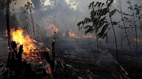 Náhledový obrázek - Boj proti vypalování Amazonie: firmy přestávají kupovat hovězí kůži z Brazílie