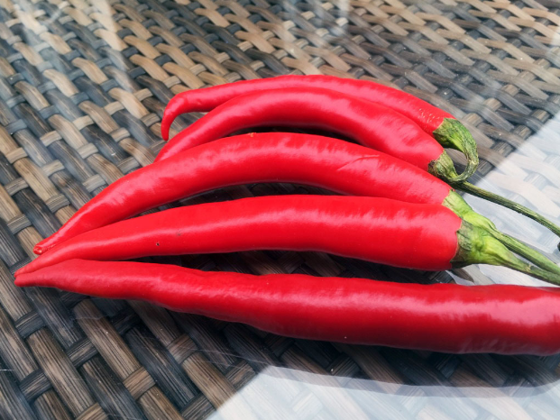 Cheese and Chilli Festival