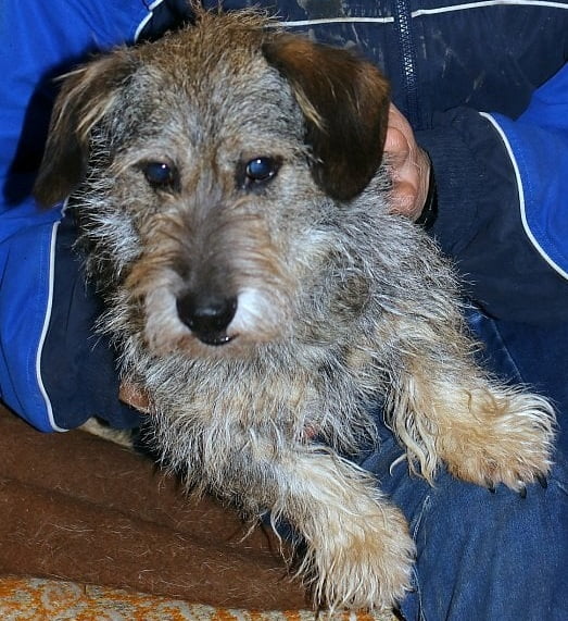 Valda je pejsek, který v hotelu musel zůstat poté, co jeho panička kvůli zdravotním problémům skončila v domě s pečovatelskou službou, kde ho nemůže mít. Majitelka hotelu pro něj teď hledá nový domov